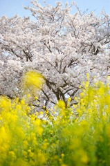 黄色と、ピンクと、ときどき青空