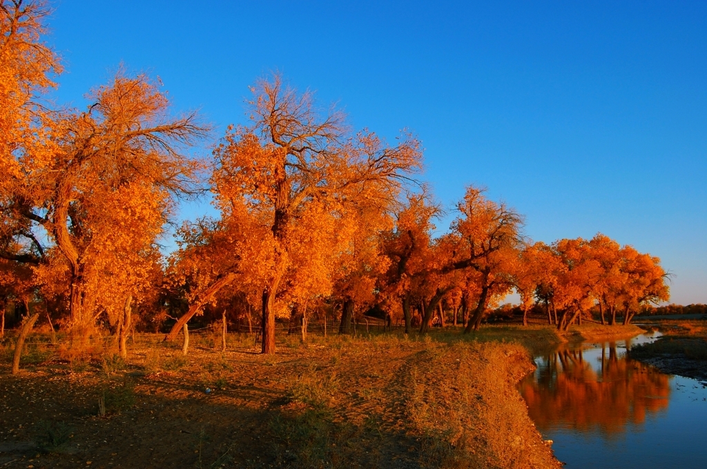 胡楊（Populus euphratica）