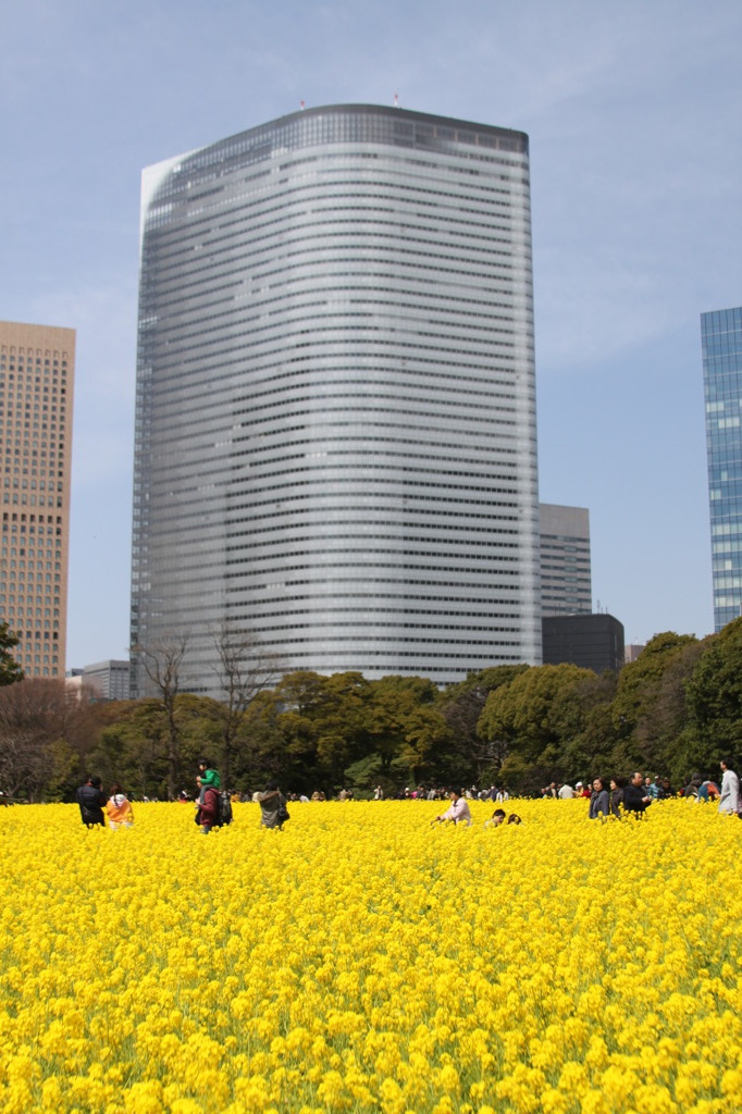 都心の菜の花