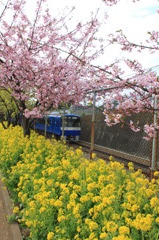 河津桜と菜の花