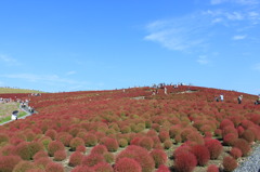 コキアの紅葉