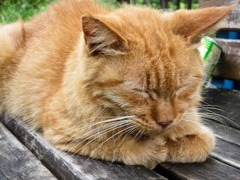 眠いニャ