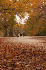 autumnal road