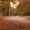 autumnal road