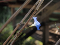 朝顔