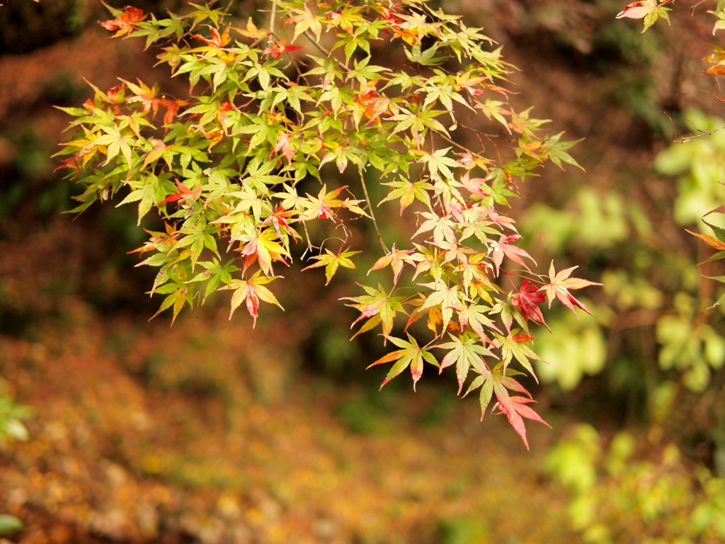 鰐淵寺の紅葉