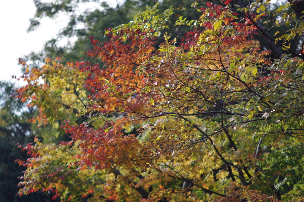 pretty leaves.