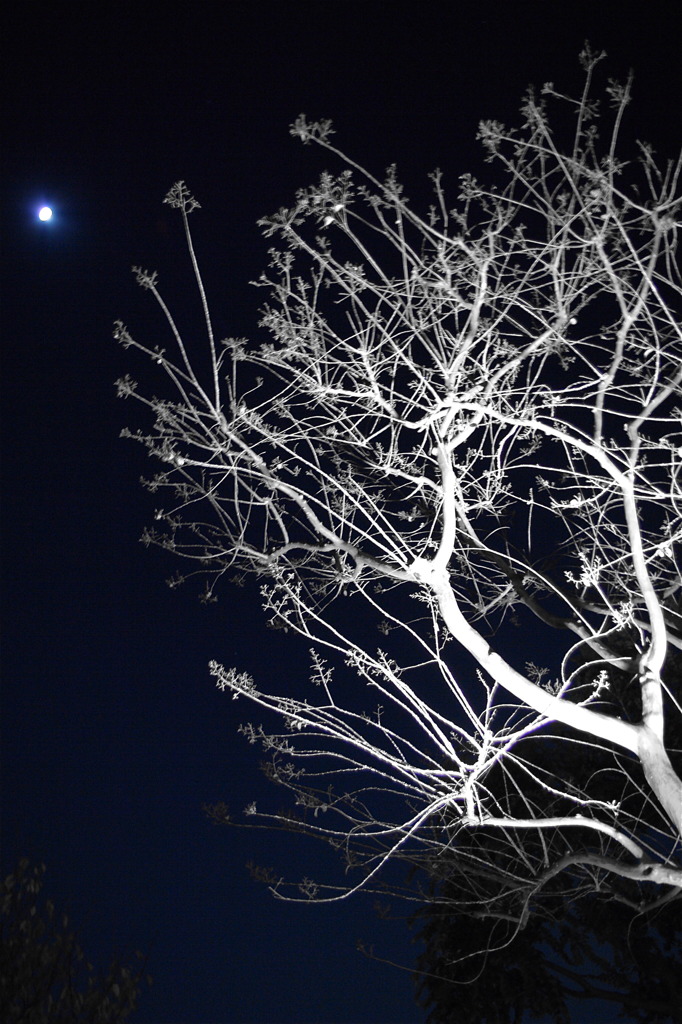 a tree in love.