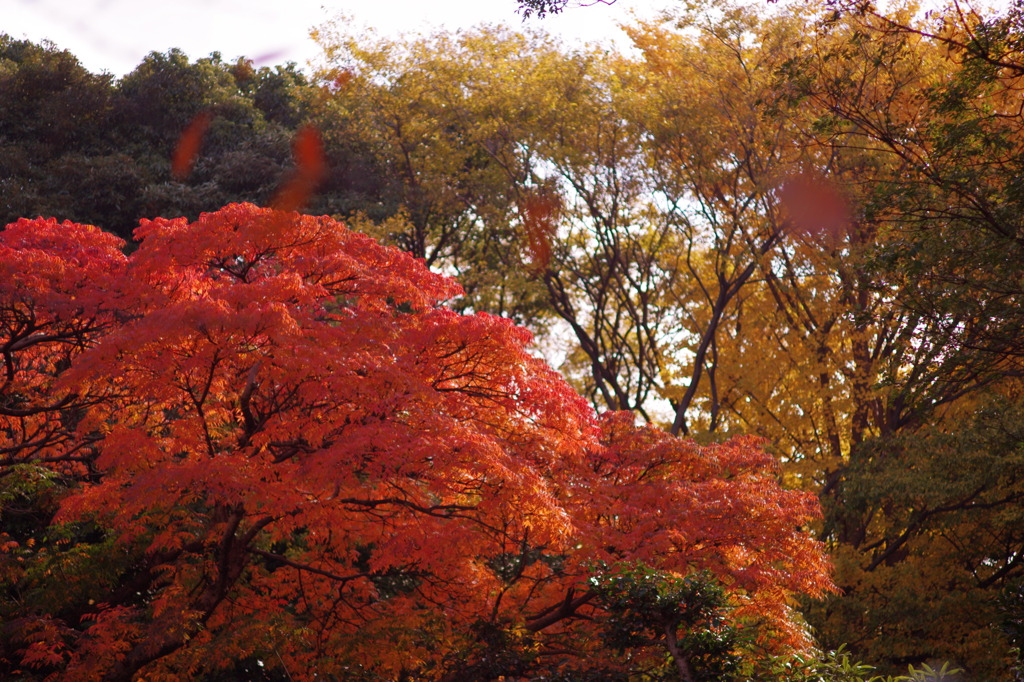colours.