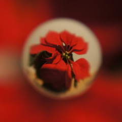 Red Leaves