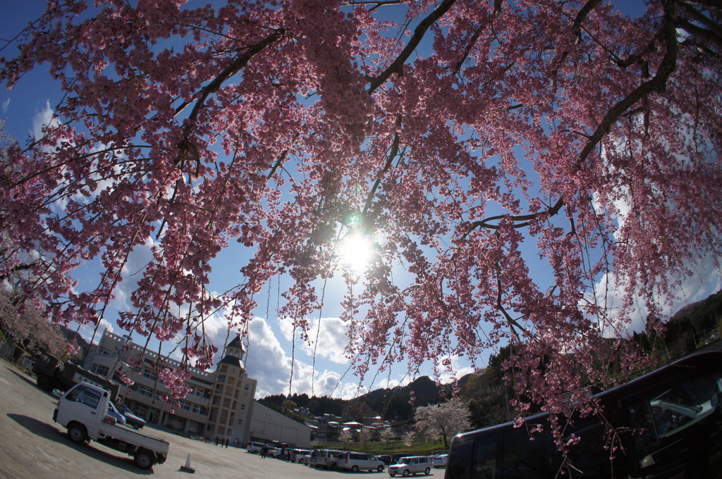 魚眼で桜^^