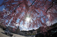 魚眼で桜^^