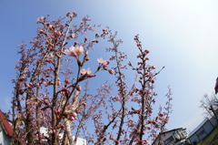 咲き始め