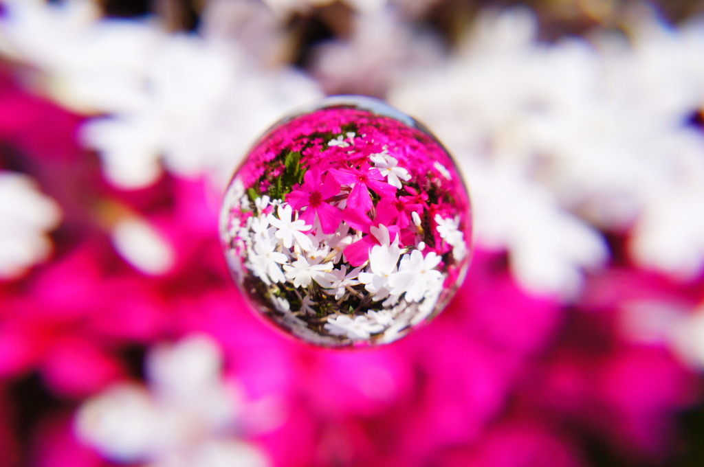 宙玉×芝桜・紅白