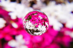 宙玉×芝桜・紅白