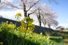 菜の花と桜