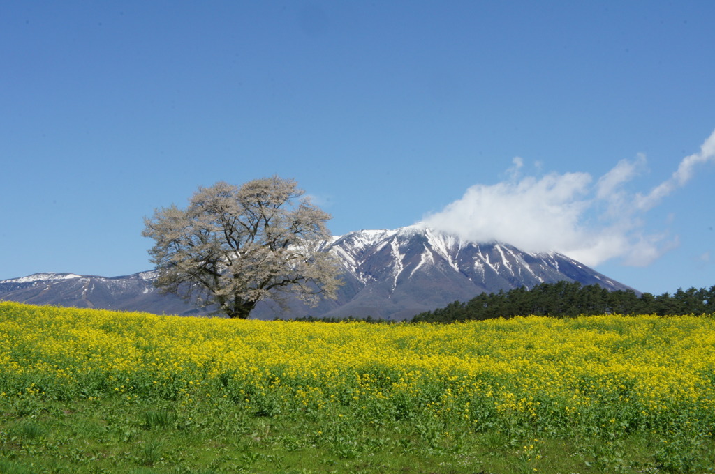 一本桜