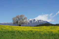 一本桜