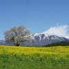 一本桜