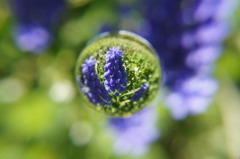 道ばたの花×宙玉
