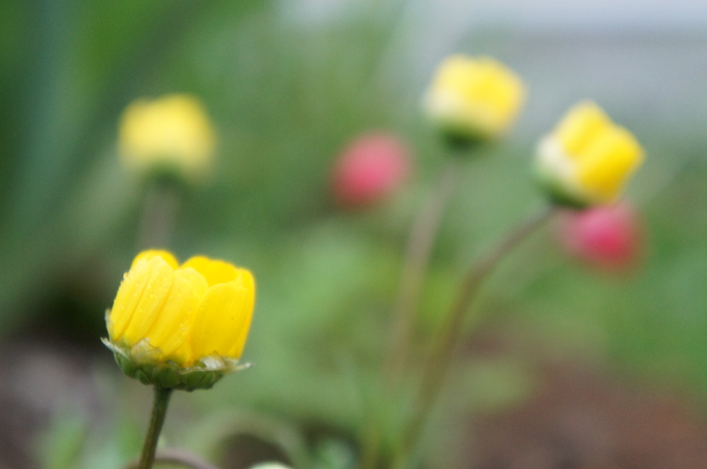 庭に咲く花２