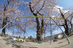 ブランコと桜