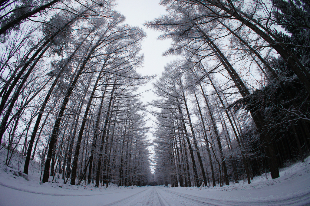 カラマツRoad 雪化粧Ver