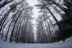 カラマツRoad 雪化粧Ver