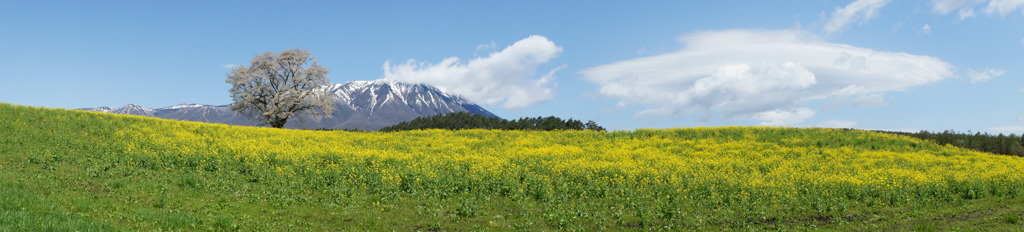 一本桜（パノラマ）