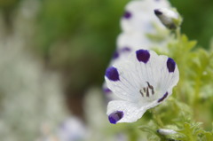 庭に咲く花１