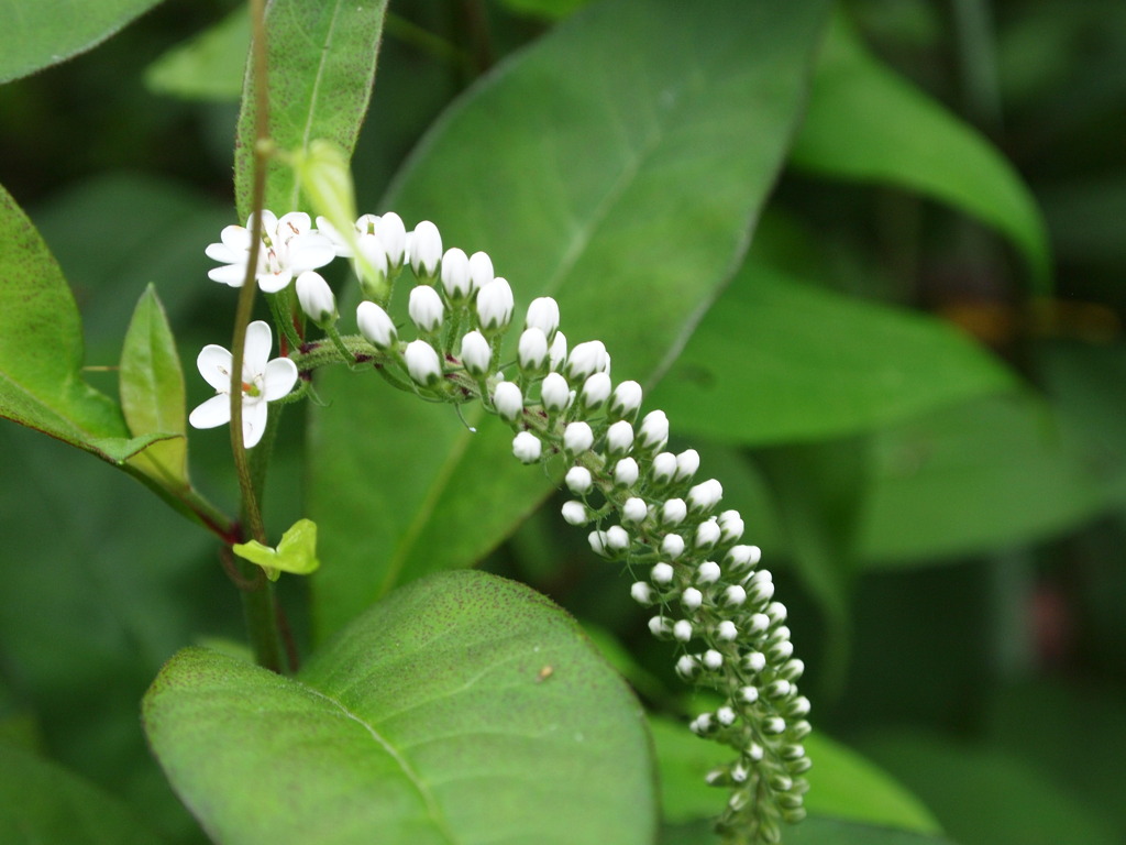 初夏のさざれ雪