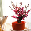 小動物