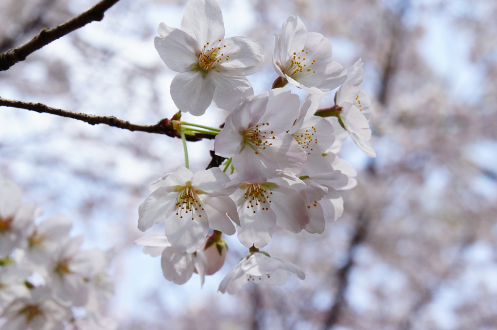 桜