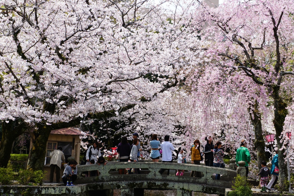 桜のトンネル