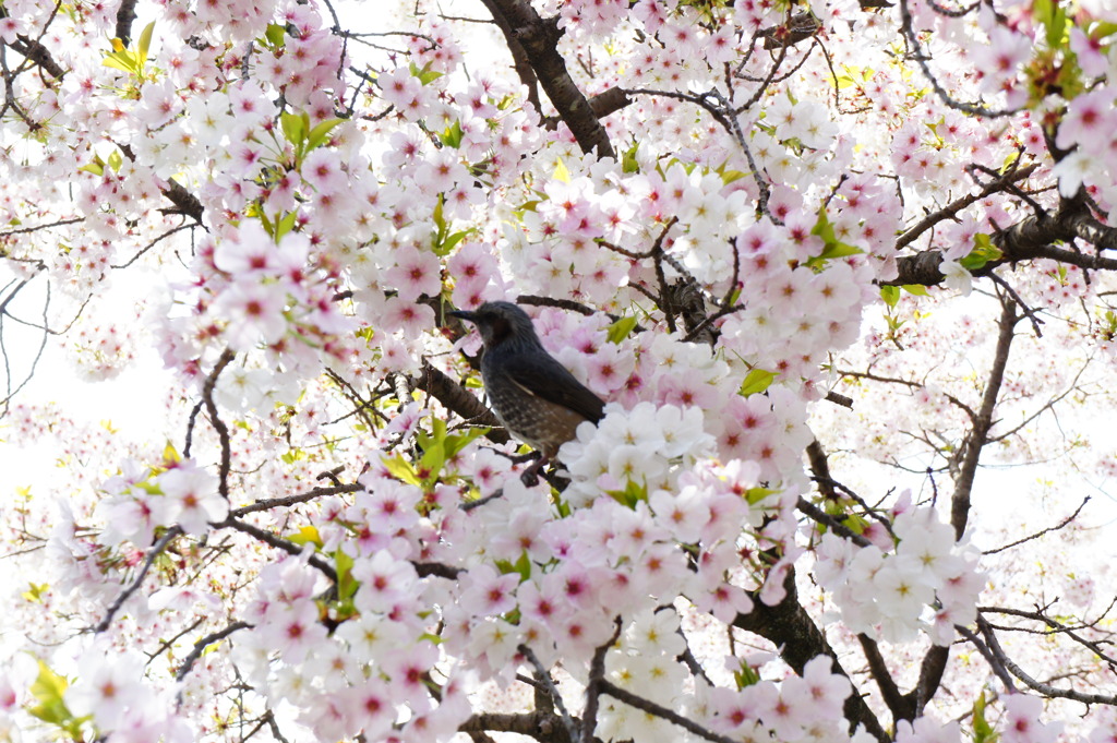 鳥さん