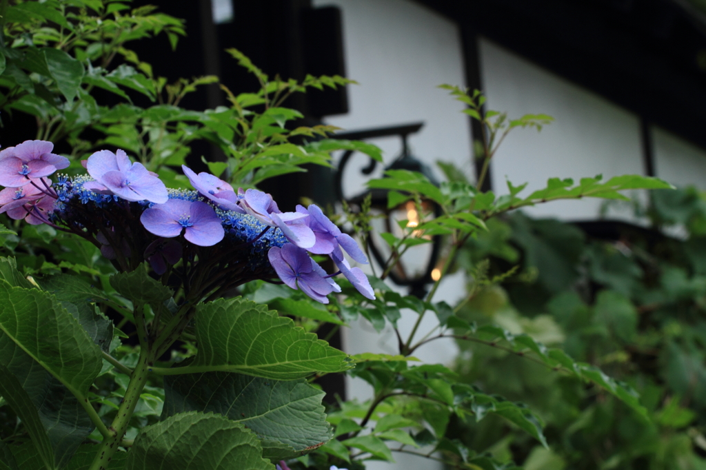 街角の紫陽花