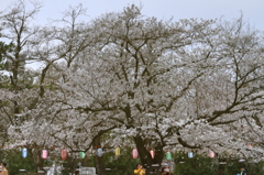 水面に映る春