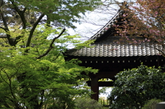 妙本寺（新緑）