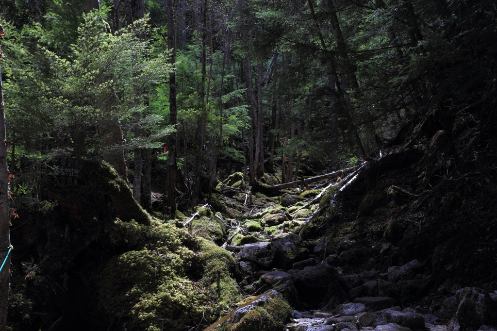 苔むす登山道