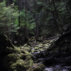 苔むす登山道
