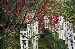 梅香る杉本寺