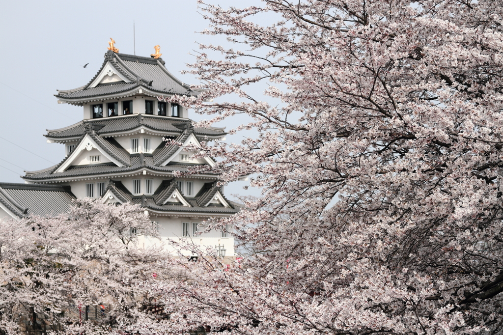 桜に包まれる墨俣一夜城