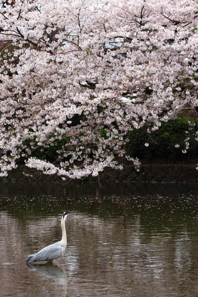 花見