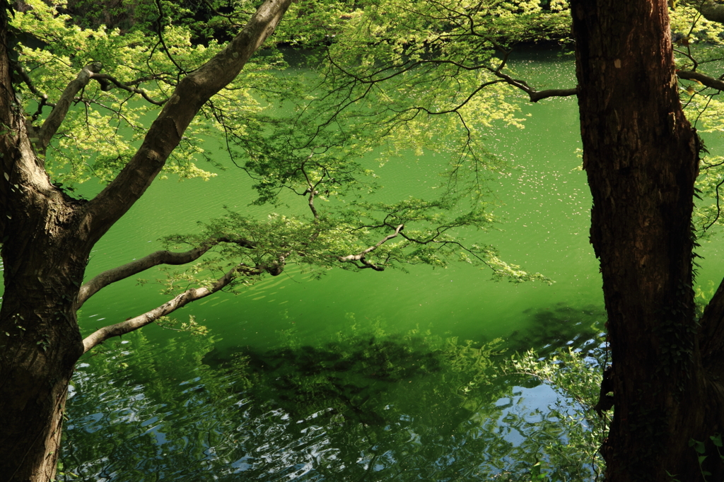 深緑の湖