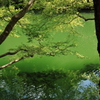 深緑の湖