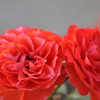 MACRO ROSE