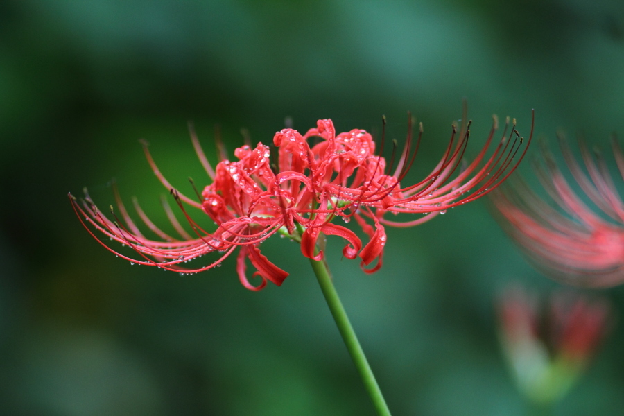 曼珠沙華