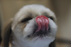 ペロッ