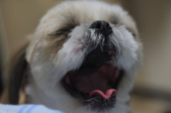 あくび