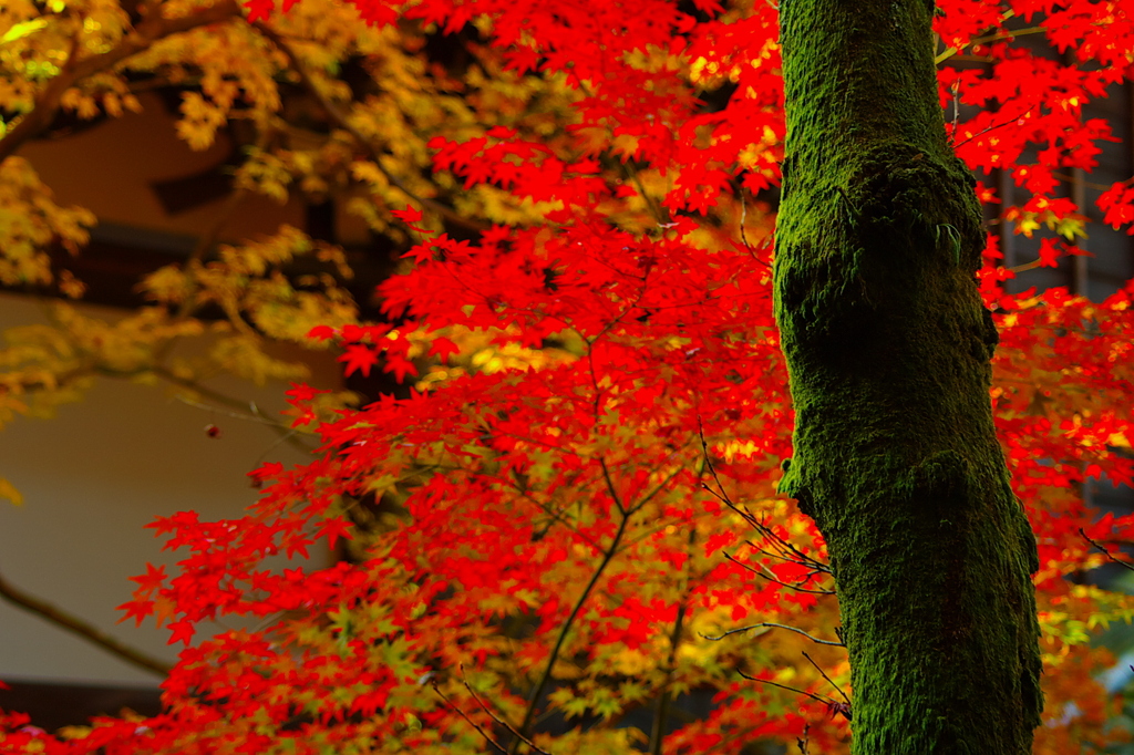 苔むす紅葉